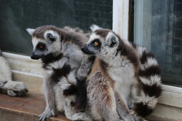 Lemur Catta Yüzüğü — Stok fotoğraf