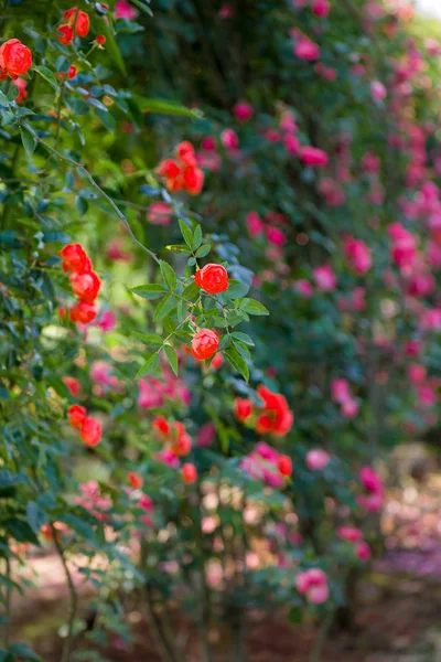 Rote Blumen Garten — Stockfoto