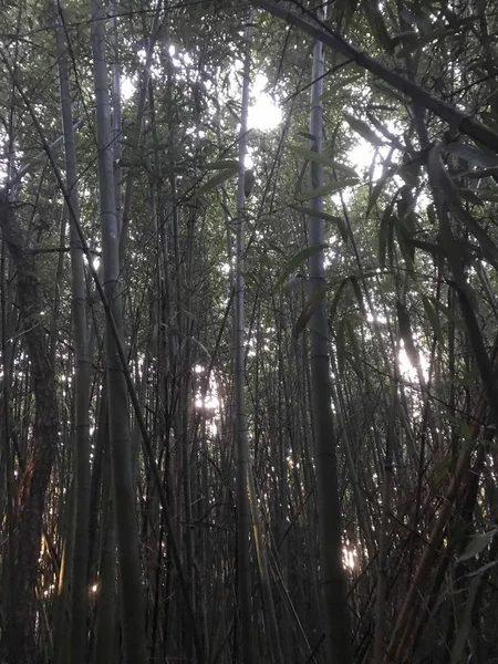 trees foliage, nature and forest