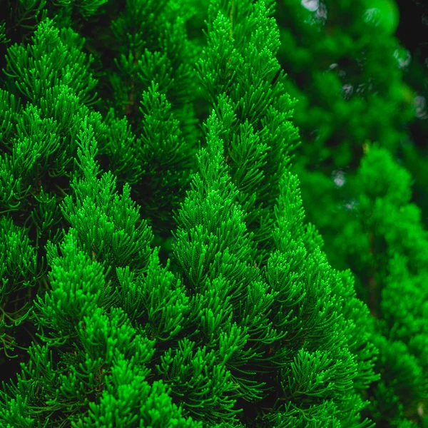 Musgo Verde Hierba Flora — Foto de Stock