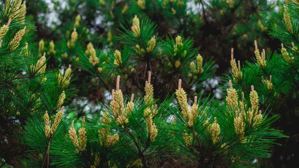 Zielone Letnie Liście Liście Flora — Zdjęcie stockowe