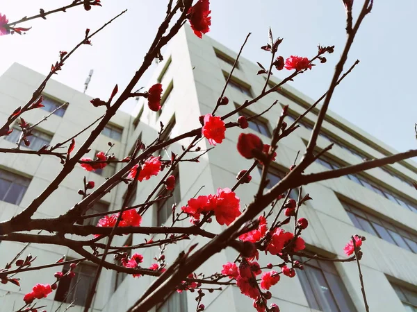 Bayas Rojas Árbol — Foto de Stock