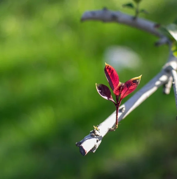 Bellissimo Fiore Giardino — Foto Stock