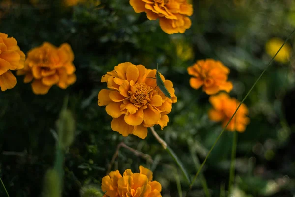 정원에 오렌지 — 스톡 사진