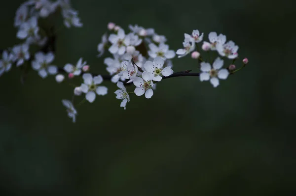 Цвітіння Вишні Навесні — стокове фото