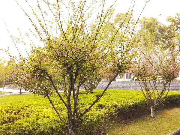 美丽的春景 繁茂的树木和花朵 — 图库照片