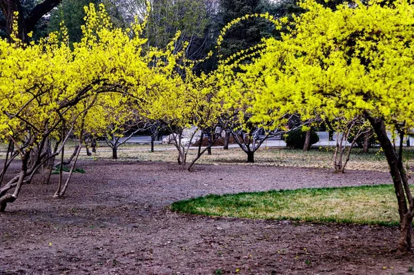 Красивий Весняний Пейзаж Деревом Парку — стокове фото