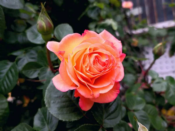 Hermosas Rosas Jardín — Foto de Stock