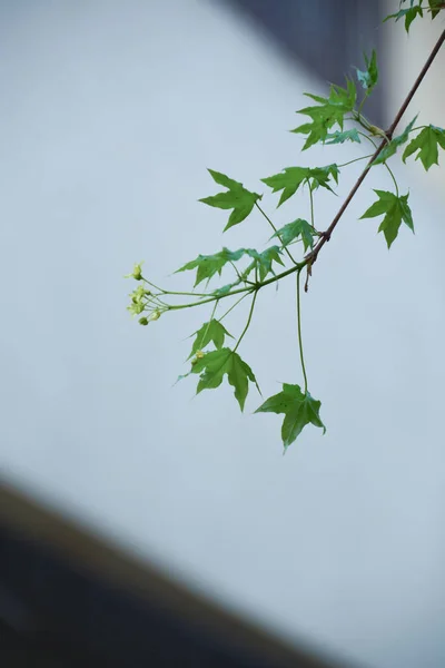 Piękne Botaniczne Ujęcie Naturalna Tapeta — Zdjęcie stockowe