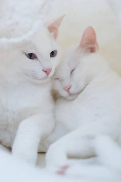 Dos Gatos Raza Siberiana — Foto de Stock