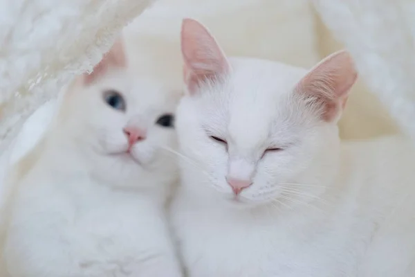 Gato Blanco Con Ojos Rojos — Foto de Stock