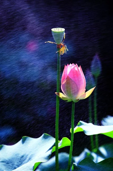 Mooie Bloeiende Lotusbloem Vijver — Stockfoto
