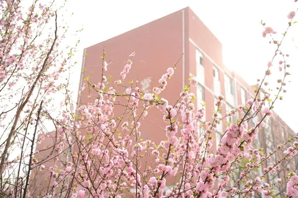 Rosa Sakura Flores Jardín — Foto de Stock