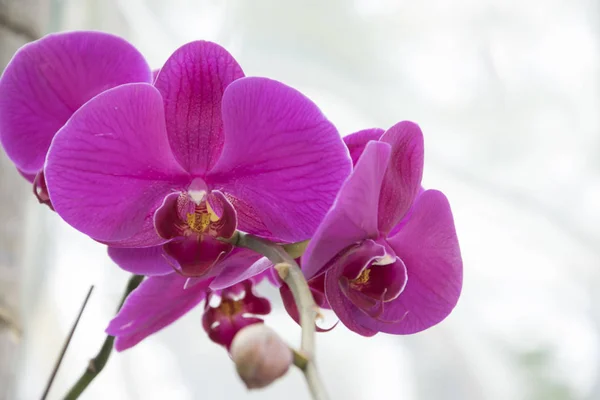 Beautiful blooming orchid plant