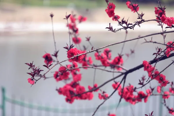 Árbol Sakura Flor Jardín Primavera — Foto de Stock