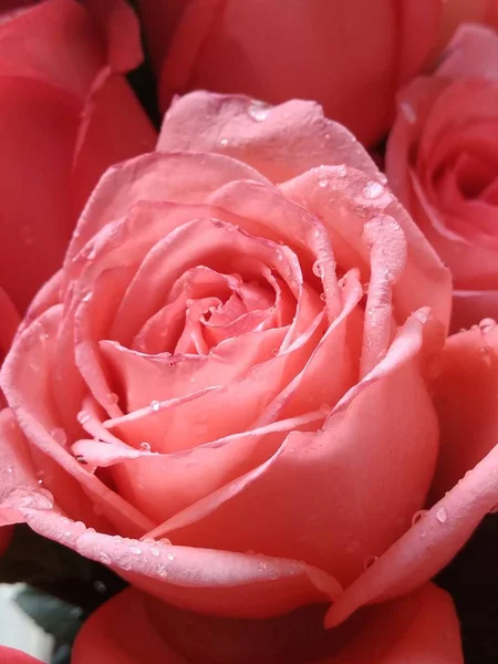 Hermosa Rosa Rosa Cerca — Foto de Stock