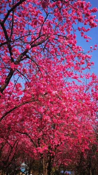 Tender blooming cherry flowers