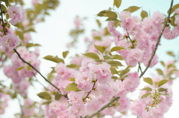 Törékeny Virágok Virágzó Sakura Tavaszi Kert — Stock Fotó