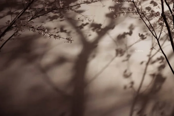 tree branches in forest, nature and flora