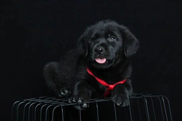 Cachorro Labrador Negro Sentado Suelo — Foto de Stock