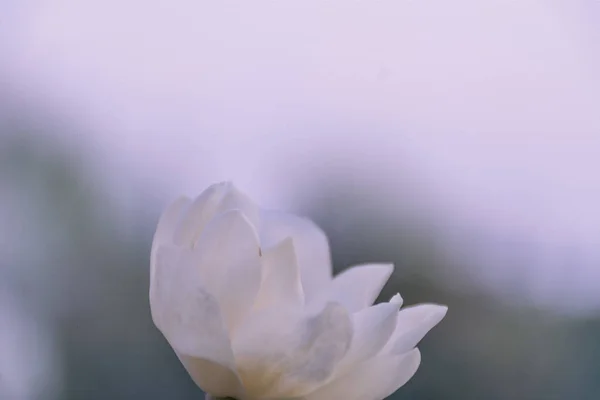 beautiful pink flower background