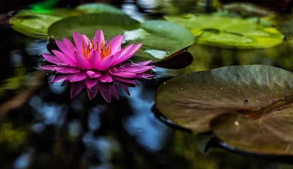 Bella Fioritura Fiore Loto Stagno — Foto Stock