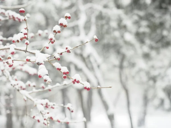 cherry blossom in the snow