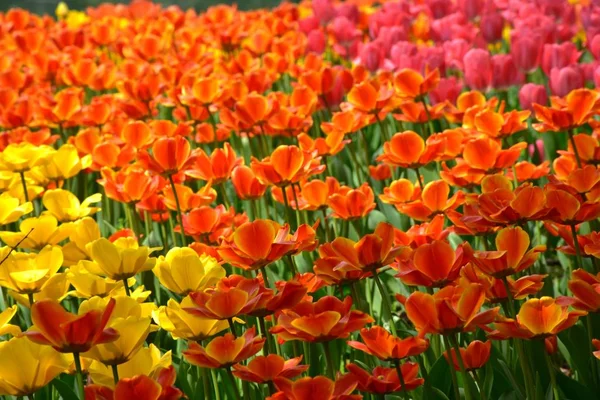 Vue Floraison Des Tulipes Printanières — Photo