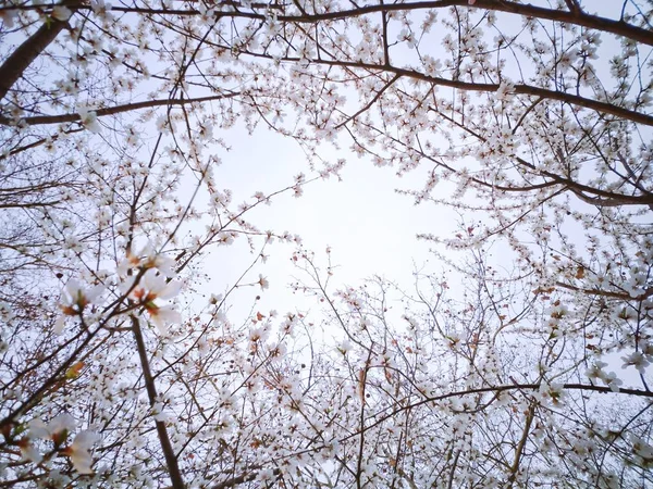 blooming spring peach flowers