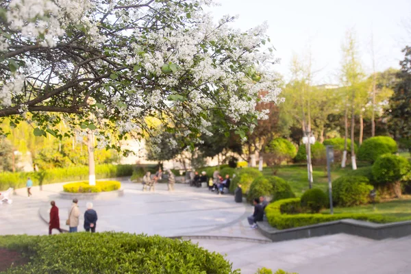 Borrosa Parque Con Flores — Foto de Stock