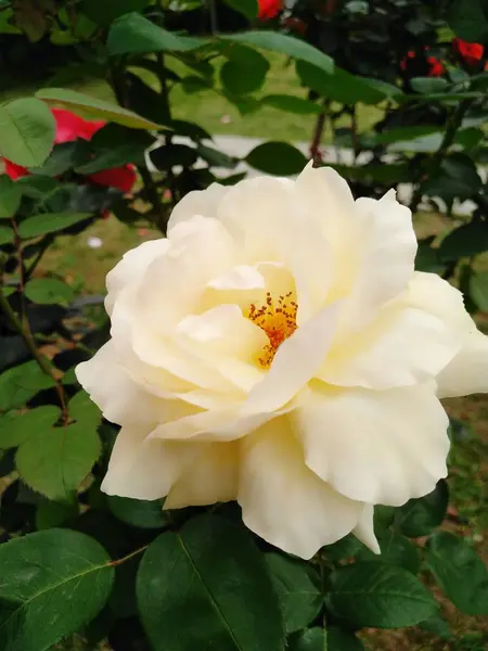 Rosa Blanca Jardín — Foto de Stock