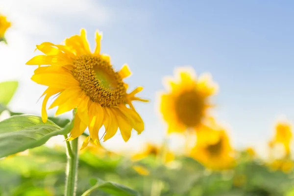 Zonnebloem Bloeit Veld Dag Tijd — Stockfoto