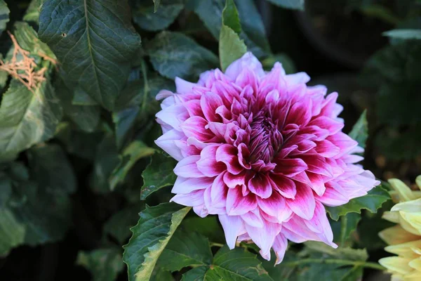 Beautiful Flowers Photo Flora — Stockfoto