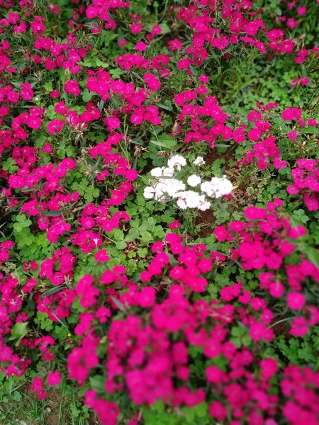 Blumen Foto Flora Und Botanik — Stockfoto