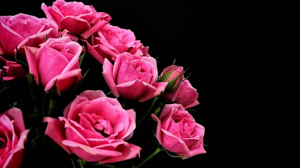 pink roses on a black background