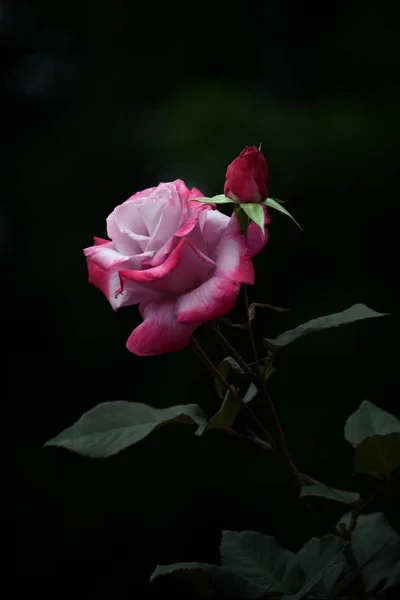 Rosa Rosa Hermosa Sobre Fondo Negro — Foto de Stock