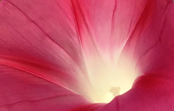 Güzel Kırmızı Gül Çiçeği — Stok fotoğraf
