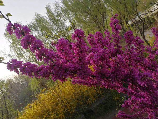 stock image blooming flowers outdoors, flora 