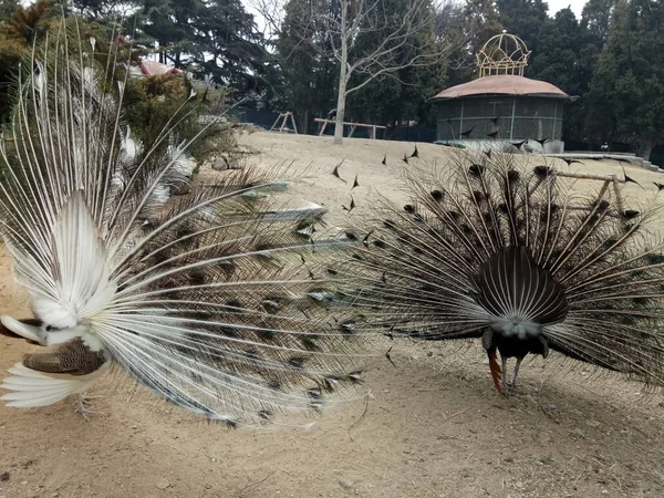 beautiful peacock bird, feather bird