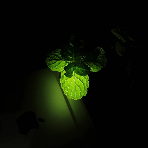 Зелений Лист Текстура Флори — стокове фото