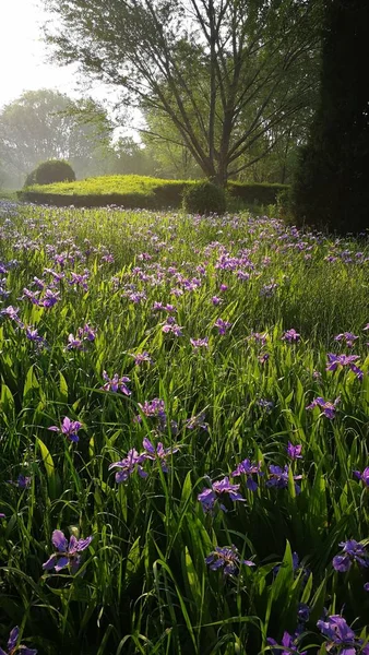 Schöne Zarte Blumen Garten — Stockfoto