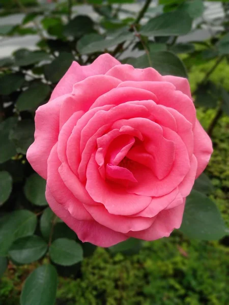 Flora Del Jardín Pétalos Rosa — Foto de Stock