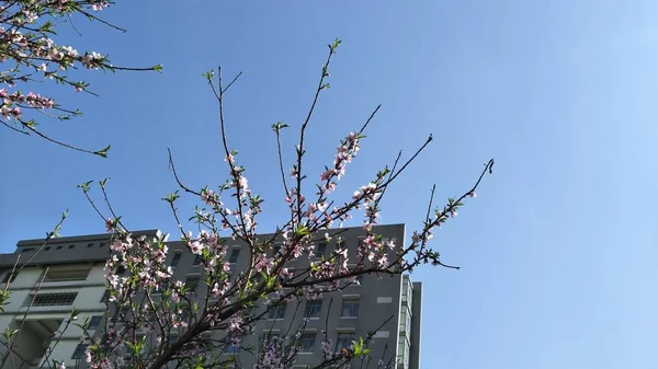 Chupito Manzanas Floreciendo Primavera — Foto de Stock