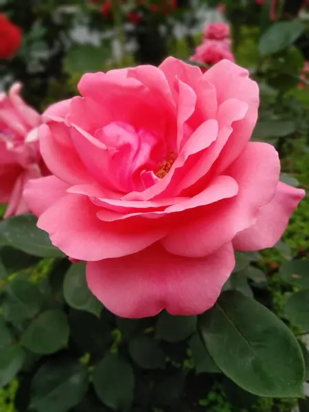 Flora Del Jardín Pétalos Rosa — Foto de Stock