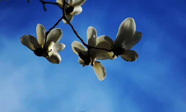 Mooie Bloeiende Magnolia Boom — Stockfoto