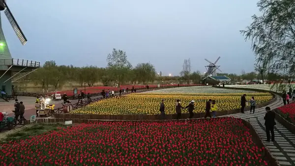 Campo Tulipán Los Países Bajos — Foto de Stock