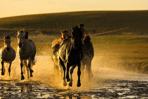 Cheval Chevaux Dans Désert — Photo