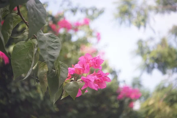 stock image flowers blooming in spring, close up 