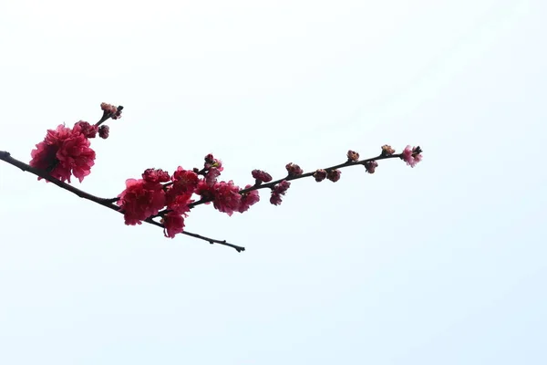 Cseresznyevirág Ajánlat — Stock Fotó