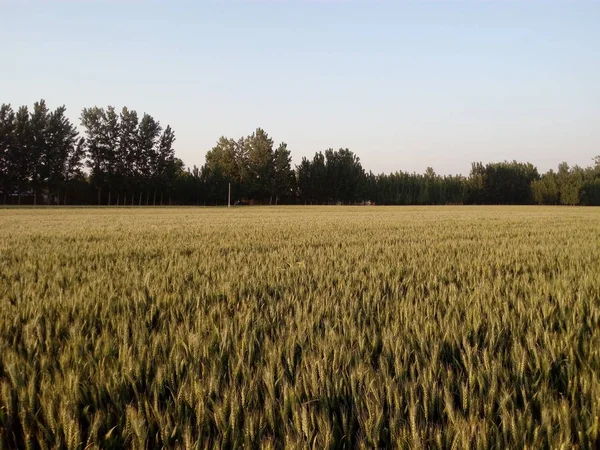 countryside farm, farming field plants